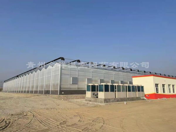 新疆陽光板文洛溫室